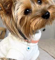 colgante ojo turco mascotas