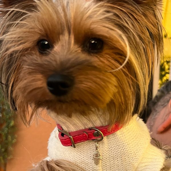 colgante mano de fátima mascotas