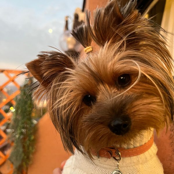 ojo turco amatista mascotas