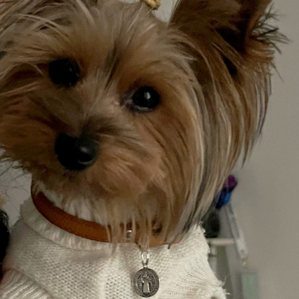 colgante san benito mascotas
